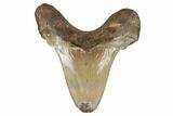 Serrated, Angustidens Tooth - Megalodon Ancestor #170346-1